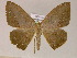  (Oxydia mexicataAM01Br - BC ZSM Lep 17018)  @13 [ ] CreativeCommons - Attribution Non-Commercial Share-Alike (2010) Unspecified SNSB, Zoologische Staatssammlung Muenchen