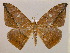  (Oxydia AH01Br - BC ZSM Lep 17019)  @14 [ ] CreativeCommons - Attribution Non-Commercial Share-Alike (2010) Unspecified SNSB, Zoologische Staatssammlung Muenchen