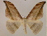  ( - BC ZSM Lep 17035)  @12 [ ] CreativeCommons - Attribution Non-Commercial Share-Alike (2010) Unspecified SNSB, Zoologische Staatssammlung Muenchen