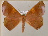  ( - BC ZSM Lep 17037)  @14 [ ] CreativeCommons - Attribution Non-Commercial Share-Alike (2010) Unspecified SNSB, Zoologische Staatssammlung Muenchen