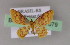  (Idaea jonesi - BC ZSM Lep 17079)  @14 [ ] CreativeCommons - Attribution Non-Commercial Share-Alike (2010) Unspecified SNSB, Zoologische Staatssammlung Muenchen