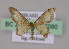  (Idaea arhostiodesAH01 - BC ZSM Lep 17080)  @14 [ ] CreativeCommons - Attribution Non-Commercial Share-Alike (2010) Unspecified SNSB, Zoologische Staatssammlung Muenchen