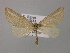  ( - BC ZSM Lep 17941)  @11 [ ] CreativeCommons - Attribution Non-Commercial Share-Alike (2010) Unspecified SNSB, Zoologische Staatssammlung Muenchen