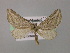  ( - BC ZSM Lep 17942)  @14 [ ] CreativeCommons - Attribution Non-Commercial Share-Alike (2010) Unspecified SNSB, Zoologische Staatssammlung Muenchen