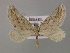  ( - BC ZSM Lep 17943)  @11 [ ] CreativeCommons - Attribution Non-Commercial Share-Alike (2010) Unspecified SNSB, Zoologische Staatssammlung Muenchen