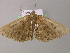  ( - BC ZSM Lep 17946)  @13 [ ] CreativeCommons - Attribution Non-Commercial Share-Alike (2010) Unspecified SNSB, Zoologische Staatssammlung Muenchen