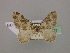  ( - BC ZSM Lep 18027)  @12 [ ] Copyright (2010) Unspecified SNSB, Zoologische Staatssammlung Muenchen