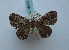  (Scotocyma rutilimixta - BC ZSM Lep 18471)  @11 [ ] Copyright (2010) Unspecified SNSB, Zoologische Staatssammlung Muenchen
