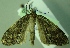  (Butleriana fasciata - BC LP 0066)  @13 [ ] Unspecified (default): All Rights Reserved  Unspecified Unspecified
