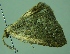  (Perissopteryx varians - BC LP 0077)  @12 [ ] Unspecified (default): All Rights Reserved  Unspecified Unspecified