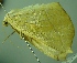  (Tetracis edmondsii - BC LP 0081)  @13 [ ] Unspecified (default): All Rights Reserved  Unspecified Unspecified