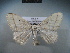  (Scopula immistaria - BC NP 0003)  @14 [ ] Copyright (2010) Unspecified Research Collection of Norbert Poell
