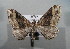  ( - BC NP 0015)  @11 [ ] Copyright (2010) Unspecified Research Collection of Norbert Poell