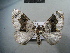  ( - BC NP 0081)  @11 [ ] Copyright (2010) Unspecified Research Collection of Norbert Poell