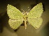 (Thetidia smaragdariaNP01 - BC NP 0136)  @13 [ ] Copyright (2010) Unspecified Research Collection of Norbert Poell