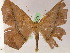  ( - BC ZSM Lep 05265)  @12 [ ] CreativeCommons - Attribution Non-Commercial Share-Alike (2010) Unspecified SNSB, Zoologische Staatssammlung Muenchen