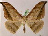  (Oxydia augusta - BC ZSM Lep 05266)  @15 [ ] CreativeCommons - Attribution Non-Commercial Share-Alike (2010) Unspecified SNSB, Zoologische Staatssammlung Muenchen