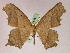  ( - BC ZSM Lep 05267)  @14 [ ] CreativeCommons - Attribution Non-Commercial Share-Alike (2010) Unspecified SNSB, Zoologische Staatssammlung Muenchen