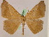  ( - BC ZSM Lep 05268)  @13 [ ] CreativeCommons - Attribution Non-Commercial Share-Alike (2010) Unspecified SNSB, Zoologische Staatssammlung Muenchen