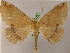  (Bonatea duciataAH01Ec - BC ZSM Lep 05275)  @13 [ ] CreativeCommons - Attribution Non-Commercial Share-Alike (2010) Unspecified SNSB, Zoologische Staatssammlung Muenchen