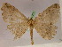  ( - BC ZSM Lep 05276)  @13 [ ] CreativeCommons - Attribution Non-Commercial Share-Alike (2010) Unspecified SNSB, Zoologische Staatssammlung Muenchen