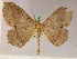  ( - BC ZSM Lep 05279)  @13 [ ] CreativeCommons - Attribution Non-Commercial Share-Alike (2010) Unspecified SNSB, Zoologische Staatssammlung Muenchen