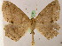  ( - BC ZSM Lep 05280)  @13 [ ] CreativeCommons - Attribution Non-Commercial Share-Alike (2010) Unspecified SNSB, Zoologische Staatssammlung Muenchen