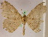  ( - BC ZSM Lep 05281)  @13 [ ] CreativeCommons - Attribution Non-Commercial Share-Alike (2010) Unspecified SNSB, Zoologische Staatssammlung Muenchen