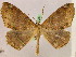  ( - BC ZSM Lep 05282)  @14 [ ] CreativeCommons - Attribution Non-Commercial Share-Alike (2010) Unspecified SNSB, Zoologische Staatssammlung Muenchen