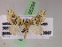  (Psaliodes AH51Ec - BC ZSM Lep 05284)  @13 [ ] CreativeCommons - Attribution Non-Commercial Share-Alike (2010) Unspecified SNSB, Zoologische Staatssammlung Muenchen
