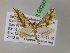  (Psaliodes AH54Ec - BC ZSM Lep 05287)  @11 [ ] CreativeCommons - Attribution Non-Commercial Share-Alike (2010) Unspecified SNSB, Zoologische Staatssammlung Muenchen