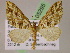  (Psaliodes AH62Ec - BC ZSM Lep 05295)  @14 [ ] CreativeCommons - Attribution Non-Commercial Share-Alike (2010) Unspecified SNSB, Zoologische Staatssammlung Muenchen