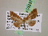  (Psaliodes AH64Ec - BC ZSM Lep 05297)  @12 [ ] CreativeCommons - Attribution Non-Commercial Share-Alike (2010) Unspecified SNSB, Zoologische Staatssammlung Muenchen