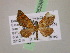 ( - BC ZSM Lep 05298)  @13 [ ] CreativeCommons - Attribution Non-Commercial Share-Alike (2010) Unspecified SNSB, Zoologische Staatssammlung Muenchen
