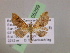  (Psaliodes AH66Ec - BC ZSM Lep 05299)  @11 [ ] CreativeCommons - Attribution Non-Commercial Share-Alike (2010) Unspecified SNSB, Zoologische Staatssammlung Muenchen
