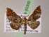  (Psaliodes AH67Ec - BC ZSM Lep 05300)  @14 [ ] CreativeCommons - Attribution Non-Commercial Share-Alike (2010) Unspecified SNSB, Zoologische Staatssammlung Muenchen