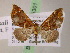  (Psaliodes AH68Ec - BC ZSM Lep 05301)  @14 [ ] CreativeCommons - Attribution Non-Commercial Share-Alike (2010) Unspecified SNSB, Zoologische Staatssammlung Muenchen