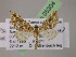  ( - BC ZSM Lep 05304)  @14 [ ] CreativeCommons - Attribution Non-Commercial Share-Alike (2010) Unspecified SNSB, Zoologische Staatssammlung Muenchen