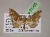  (Psaliodes AH72Ec - BC ZSM Lep 05305)  @12 [ ] CreativeCommons - Attribution Non-Commercial Share-Alike (2010) Unspecified SNSB, Zoologische Staatssammlung Muenchen