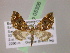  (Psaliodes AH73Ec - BC ZSM Lep 05306)  @11 [ ] CreativeCommons - Attribution Non-Commercial Share-Alike (2010) Unspecified SNSB, Zoologische Staatssammlung Muenchen
