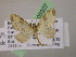 (Psaliodes AH74Ec - BC ZSM Lep 05307)  @14 [ ] CreativeCommons - Attribution Non-Commercial Share-Alike (2010) Unspecified SNSB, Zoologische Staatssammlung Muenchen