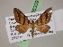  ( - BC ZSM Lep 05309)  @11 [ ] CreativeCommons - Attribution Non-Commercial Share-Alike (2010) Unspecified SNSB, Zoologische Staatssammlung Muenchen