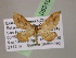  (Psaliodes AH77Ec - BC ZSM Lep 05310)  @11 [ ] CreativeCommons - Attribution Non-Commercial Share-Alike (2010) Unspecified SNSB, Zoologische Staatssammlung Muenchen