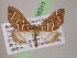  (Psaliodes AH78Ec - BC ZSM Lep 05311)  @11 [ ] CreativeCommons - Attribution Non-Commercial Share-Alike (2010) Unspecified SNSB, Zoologische Staatssammlung Muenchen