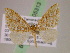  (Psaliodes AH80Ec - BC ZSM Lep 05313)  @11 [ ] CreativeCommons - Attribution Non-Commercial Share-Alike (2010) Unspecified SNSB, Zoologische Staatssammlung Muenchen