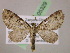  ( - BC ZSM Lep 05329)  @13 [ ] CreativeCommons - Attribution Non-Commercial Share-Alike (2010) Unspecified SNSB, Zoologische Staatssammlung Muenchen