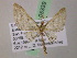  ( - BC ZSM Lep 05339)  @13 [ ] CreativeCommons - Attribution Non-Commercial Share-Alike (2010) Unspecified SNSB, Zoologische Staatssammlung Muenchen