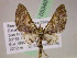  ( - BC ZSM Lep 05340)  @13 [ ] CreativeCommons - Attribution Non-Commercial Share-Alike (2010) Unspecified SNSB, Zoologische Staatssammlung Muenchen
