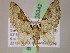  ( - BC ZSM Lep 05342)  @11 [ ] CreativeCommons - Attribution Non-Commercial Share-Alike (2010) Unspecified SNSB, Zoologische Staatssammlung Muenchen