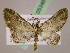  ( - BC ZSM Lep 05346)  @11 [ ] CreativeCommons - Attribution Non-Commercial Share-Alike (2010) Unspecified SNSB, Zoologische Staatssammlung Muenchen